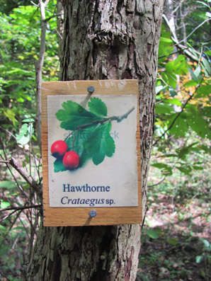 Sample Tree Label