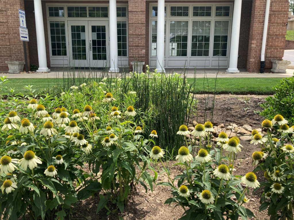 Rain Garden