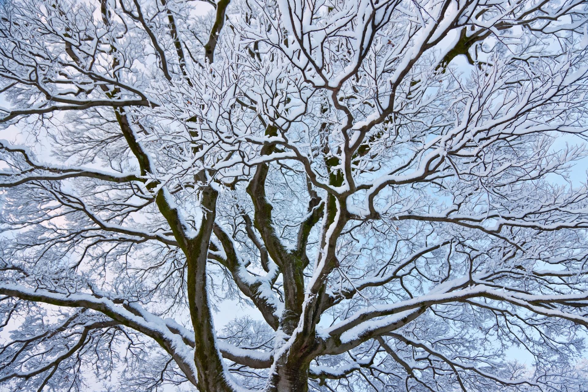 Frozen Tree